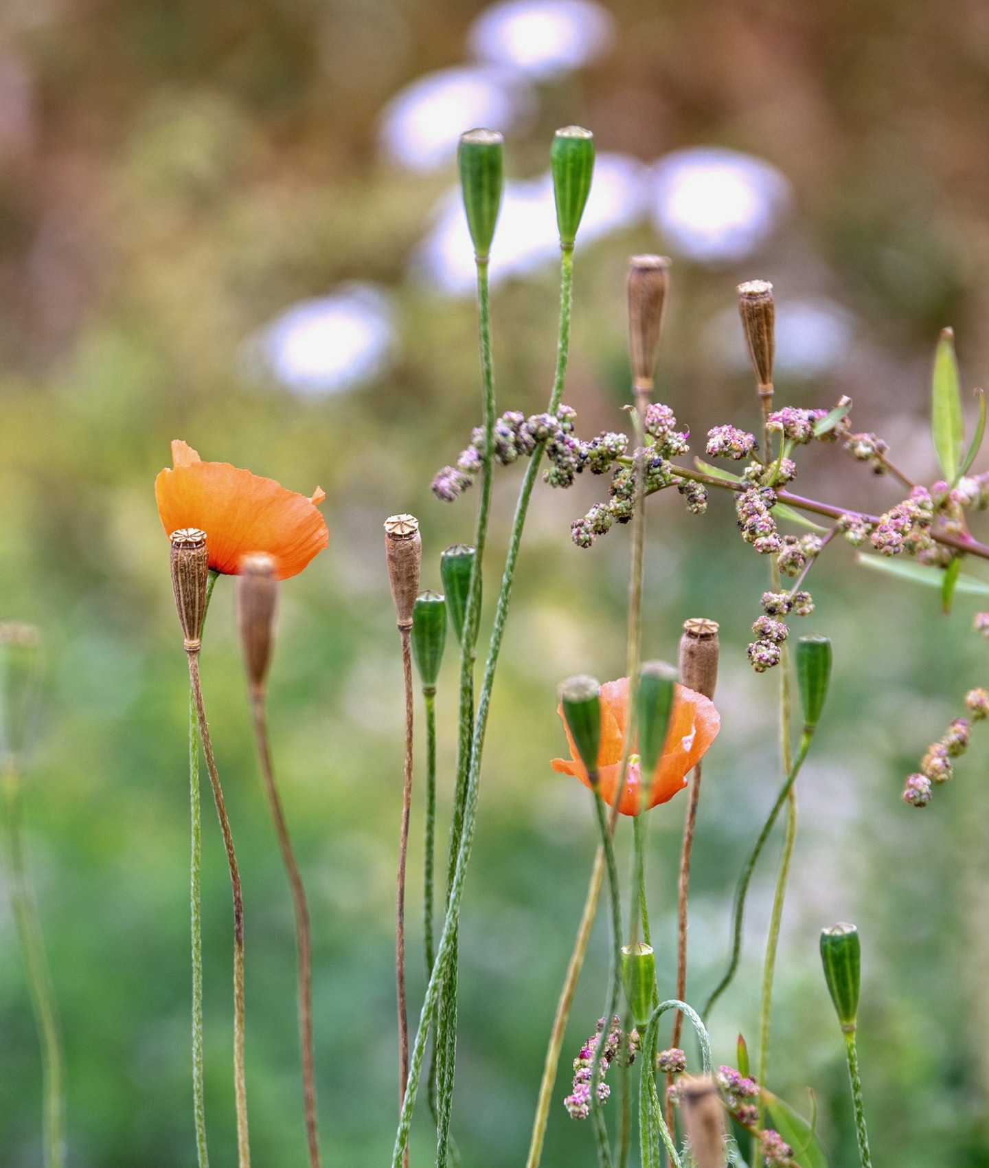 Virgo Aalsmeer nature