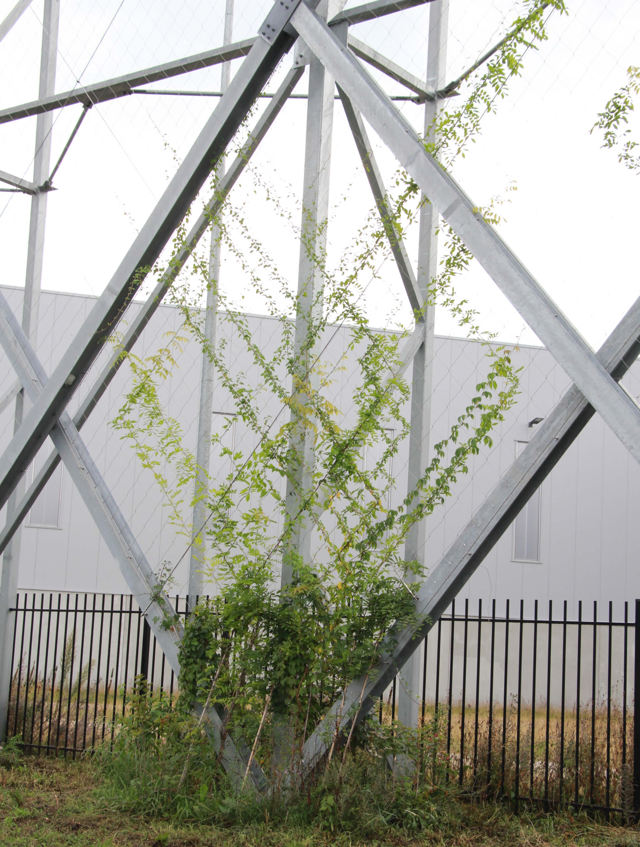 The flora planted on the ecological screen has been parametrically designed, depending on its specific needs